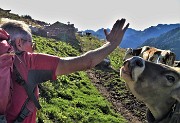 Anello Laghi di Porcile-Passo di Tartano, Cima-Passo di Lemma da Baita del Camoscio (4 sett.2020)- FOTOGALLERY